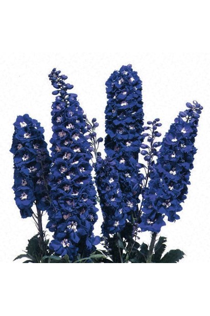 Зрізані суцвіття дельфініуму